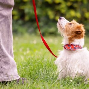 Advantages of Positive Reinforcement Dog Training