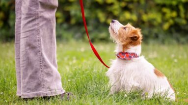 Advantages of Positive Reinforcement Dog Training