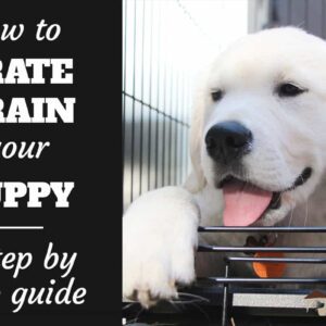 Crate Training Schedules for Puppies