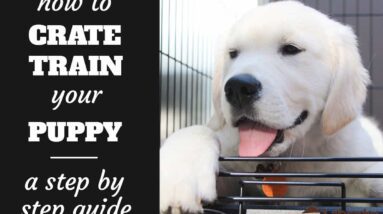 Crate Training Schedules for Puppies