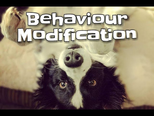 Dog Behavior Modification Techniques - Canine Behavior Modification Food
