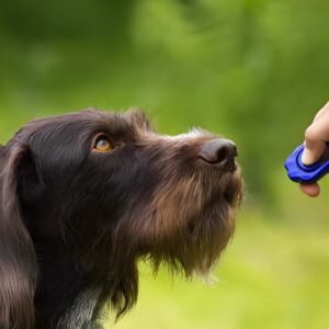 Dog Clicker Training Guide