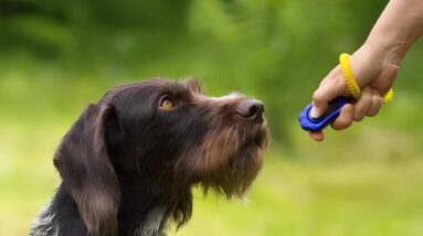 Dog Clicker Training Guide