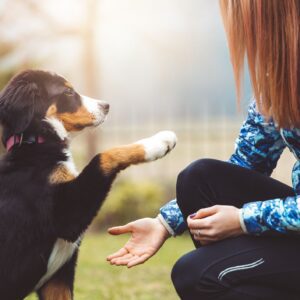 Dog Training Techniques For Puppies