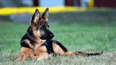 German Shepherd Training Guide