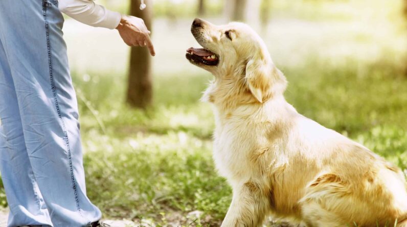 Golden Retriever Training For Beginners