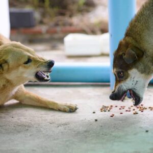How To Control Food Aggression In Dogs