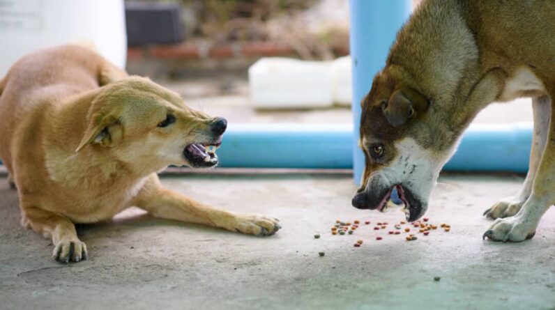 How To Control Food Aggression In Dogs