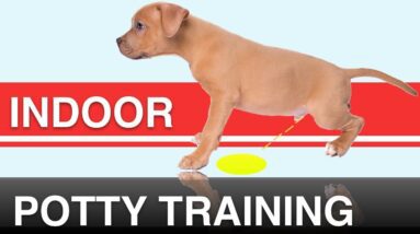 How To Potty Train A Dog In An Apartment