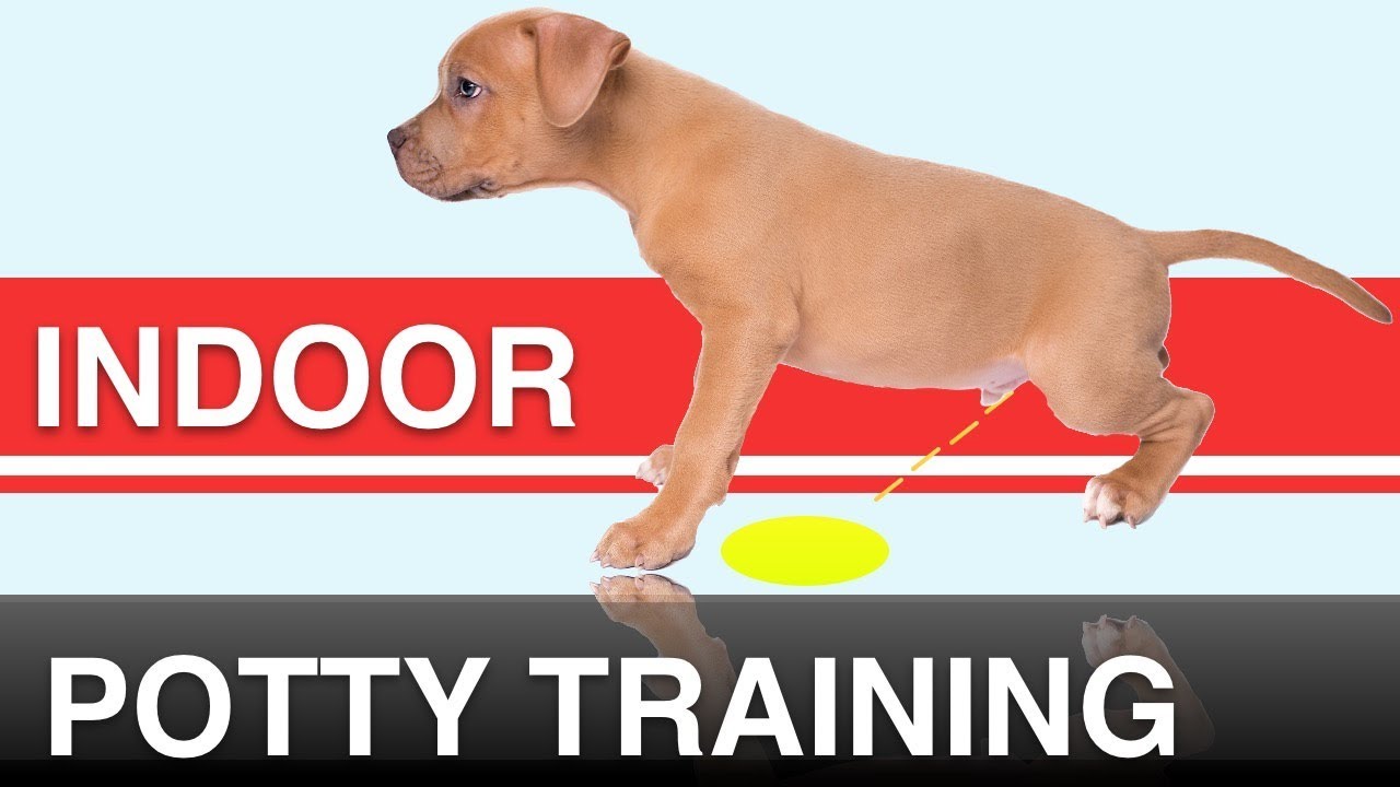 How To Potty Train A Dog In An Apartment
