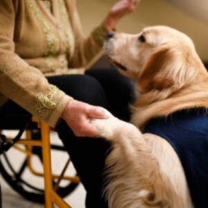 How To Train A Therapy Dog