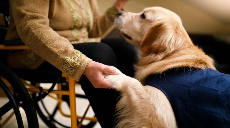 How To Train A Therapy Dog