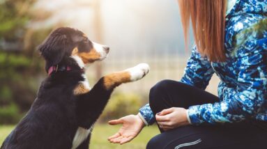 How To Train a Puppy Dog