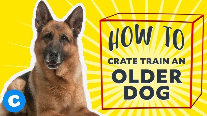 How to Crate Train an Older Dog
