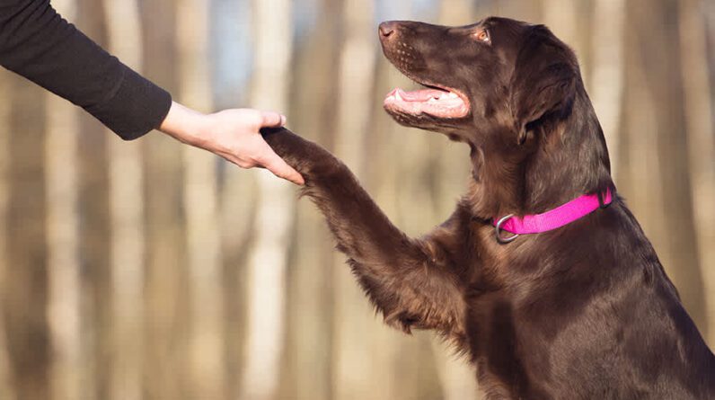 Importance of Consistency in Dog Training