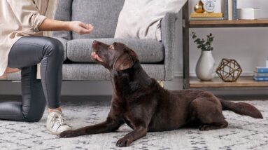 Labrador Retriever Obedience Training