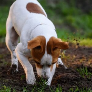 Techniques To Stop A Dog From Digging