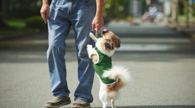 Training A Dog Not To Jump On People