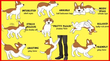Understanding Dog Body Language