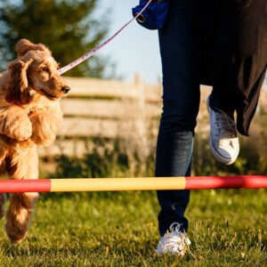 What is Agility Training for Dogs