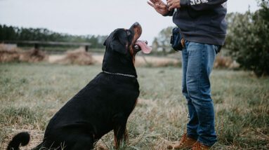 basic dog obedience training