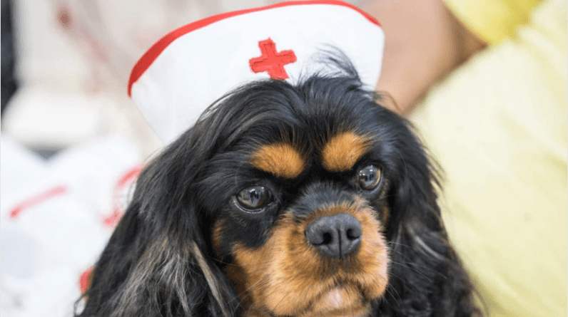 how to train your dog for pet therapy