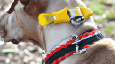 canny collar review