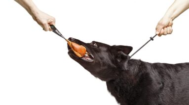 dingo gear choke collar review