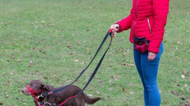 halti control lead review