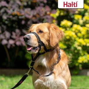 halti headcollar review