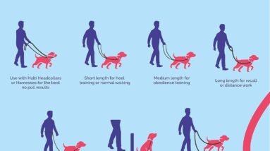 halti training lead size large black review