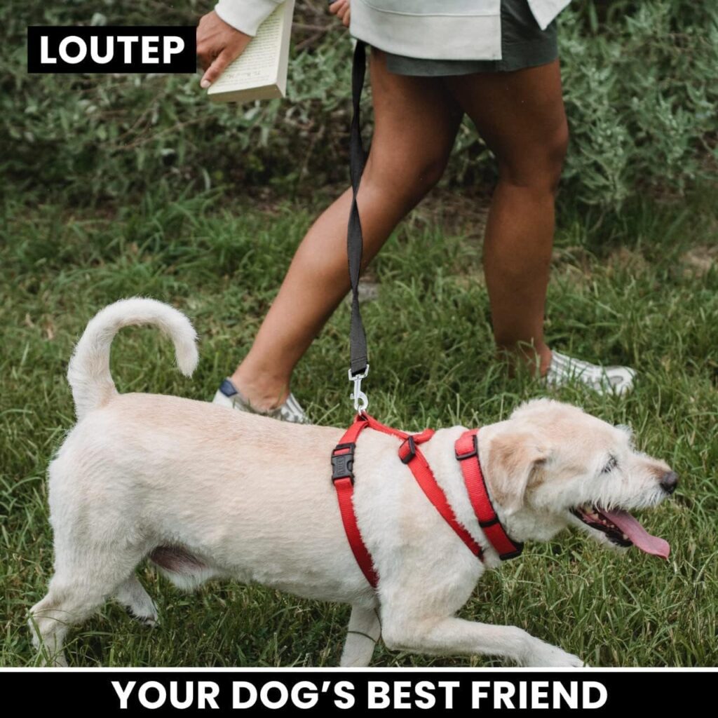Loutep Training Lead for Dogs 3m 5m 10m 15m 20m 25m 30m Strong Nylon Rope Extra Long Line Dog Lead Leash with Padded Handle for Large Medium Small Puppy Recall Pet Walking Obedience Outdoor Play