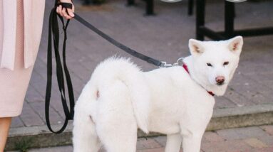 loutep training lead review