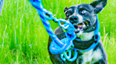 lynxking dog leash slip rope lead leash review