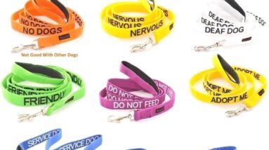 training blue dog lead review