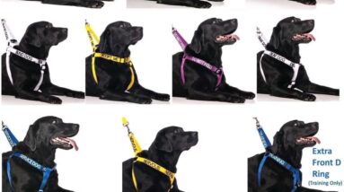 training dog collar review