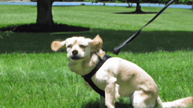 vivifying dog training lead leash review