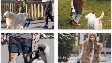 15m5ft dog lead with metal hook review