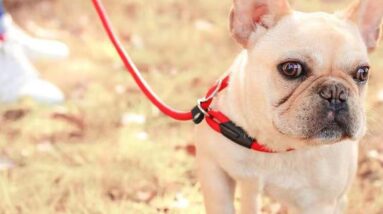 1pc nylon dog training rope slip lead dog leash durable dog traction rope review