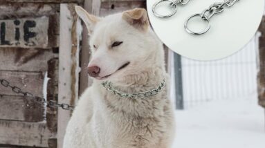 60cm dog chain collars review