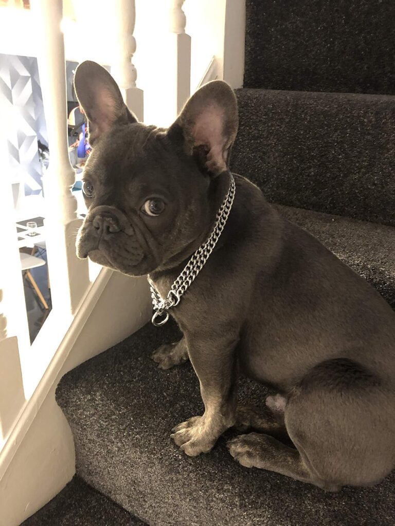 Champion-LJ Pets UK Chain Dog Collar Strong Chrome 2  3 Rows Slip Semi-Check Strong Half Check Dog Choker Chain Training Collar (3 Rows, 60cm (23.5in))