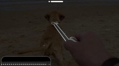 cobee reflective dog leash review