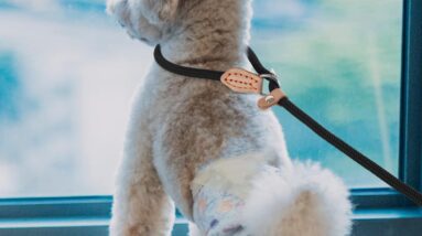 cobee small dog rope leash review