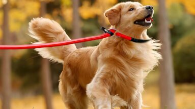 dog collar slip collar review