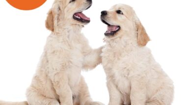 dog training leads review