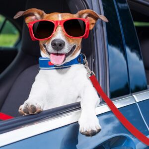 fanshiontide dog training lead leash review