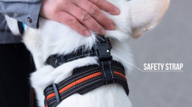 goodboy dog head halter review
