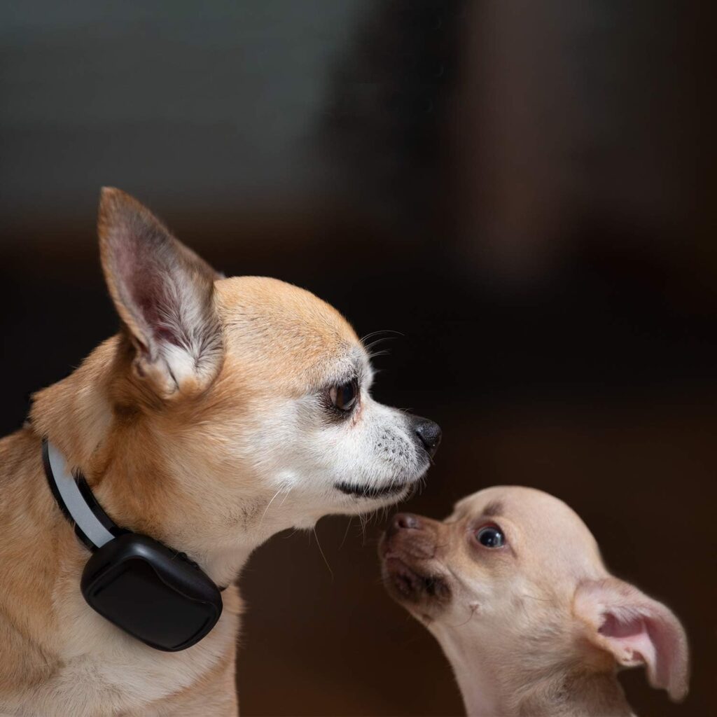 GoodBoy Mini Remote Collar for Dogs with Beep and Vibration Modes for Pet Behaviour Training - Waterproof 300 Meter Range - Suitable for Extra Small to Medium Dogs GoodBoy Mini Remote Collar for Dogs with Beep and Vibration Modes for Pet Behaviour Training - Waterproof 300 Meter Range - Suitable for Extra Small to Medium Dogs