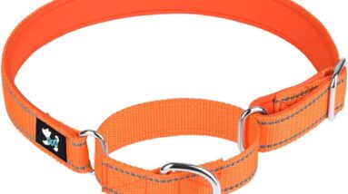 haoyueer adjustable martingale collar review