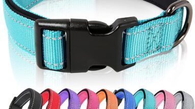 heele dog collar review
